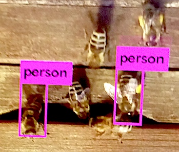 Bild Bienen am Einflugloch