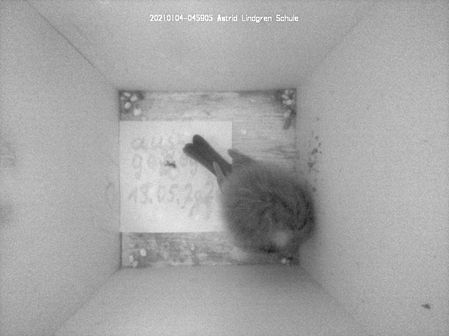 Übernachtungsgast im Nistakasten der Astrid-Lindgren-Grundschule in Willich-Schiefbahn by Claus Brell