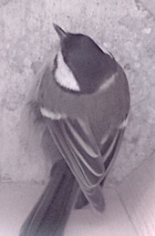 Ein Bild aus dem Meisenkasten